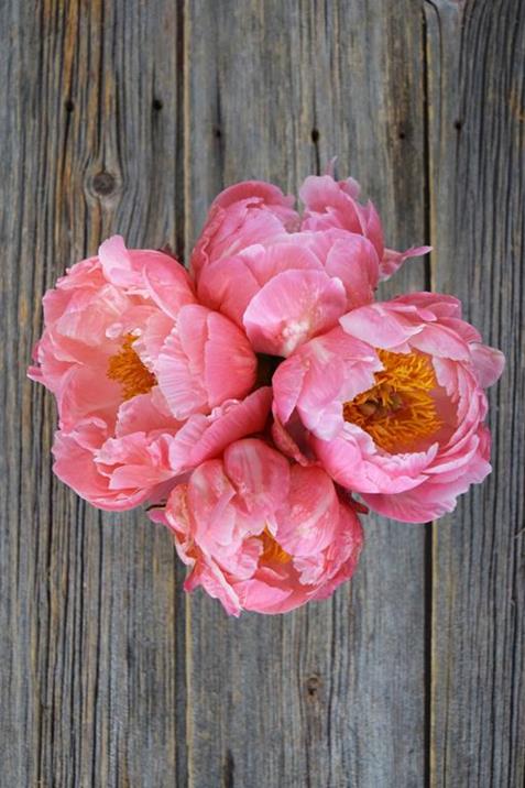 CORAL SUNSET   PEONIES
